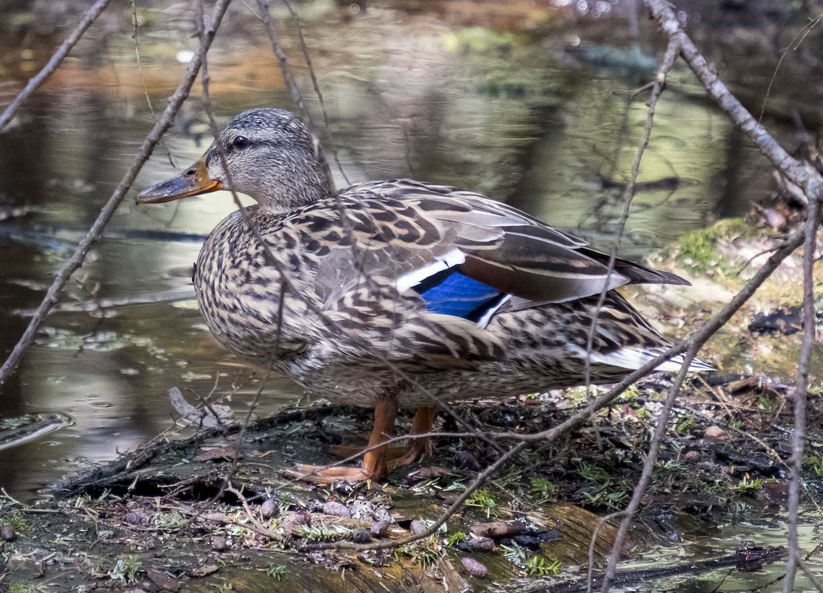kachna divoká - ML638490633