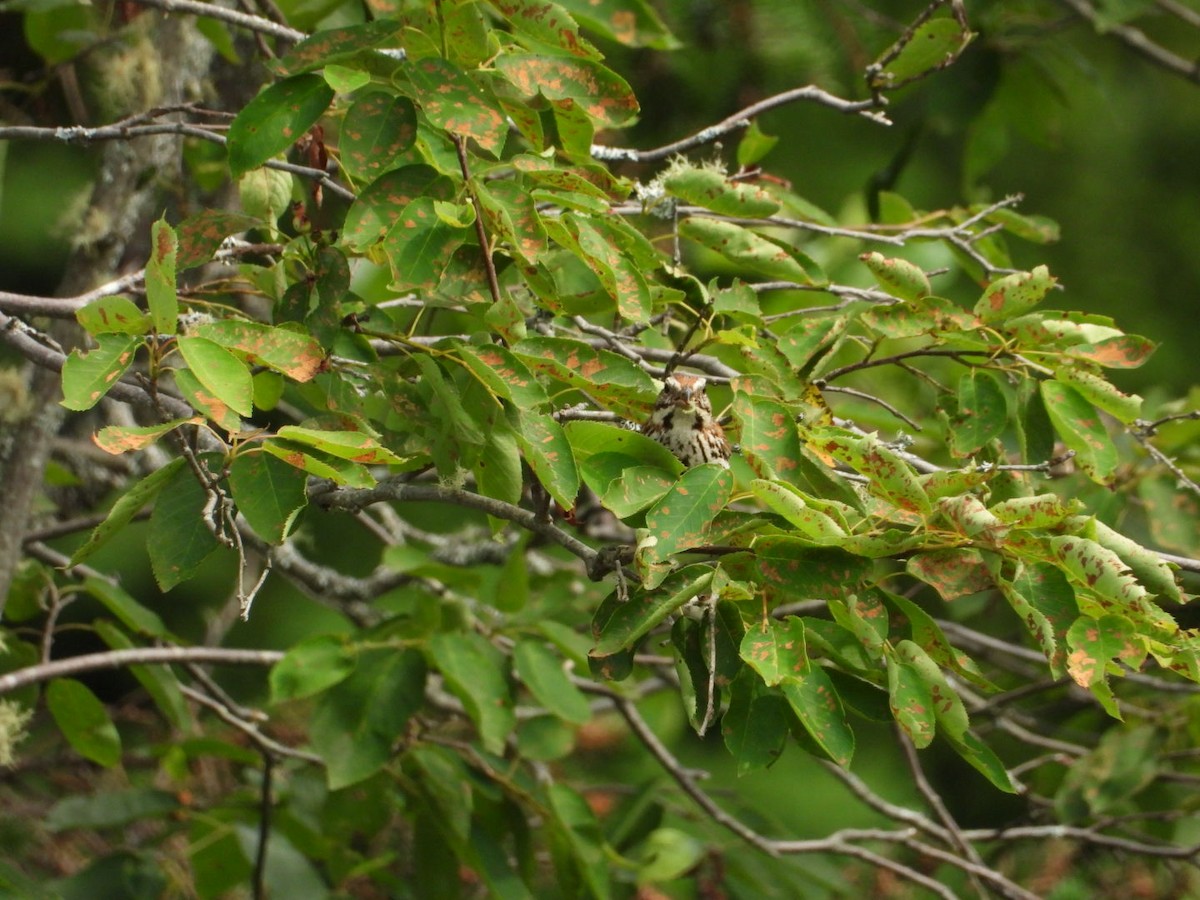 Song Sparrow - ML638490648