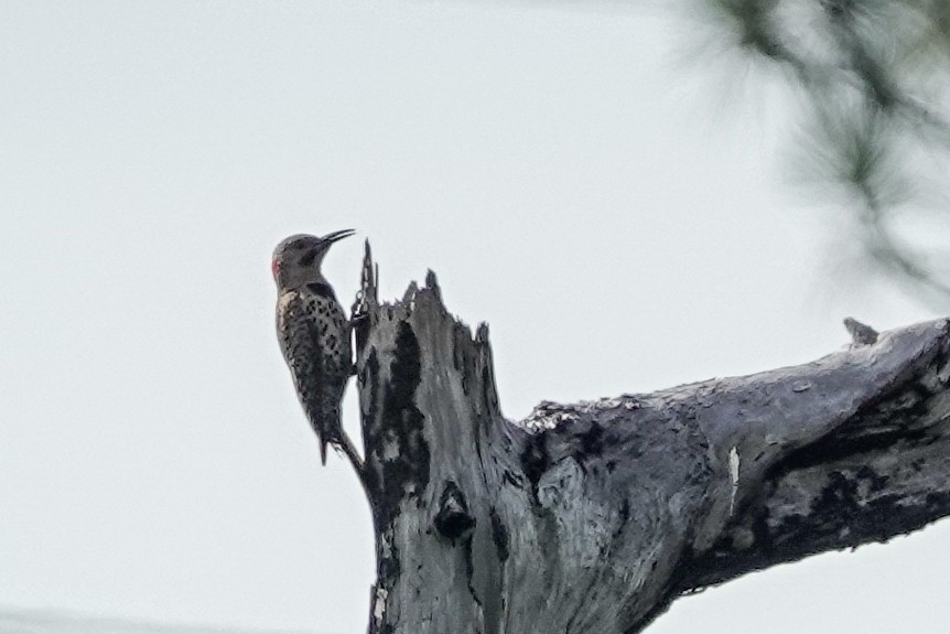Northern Flicker - ML638490671
