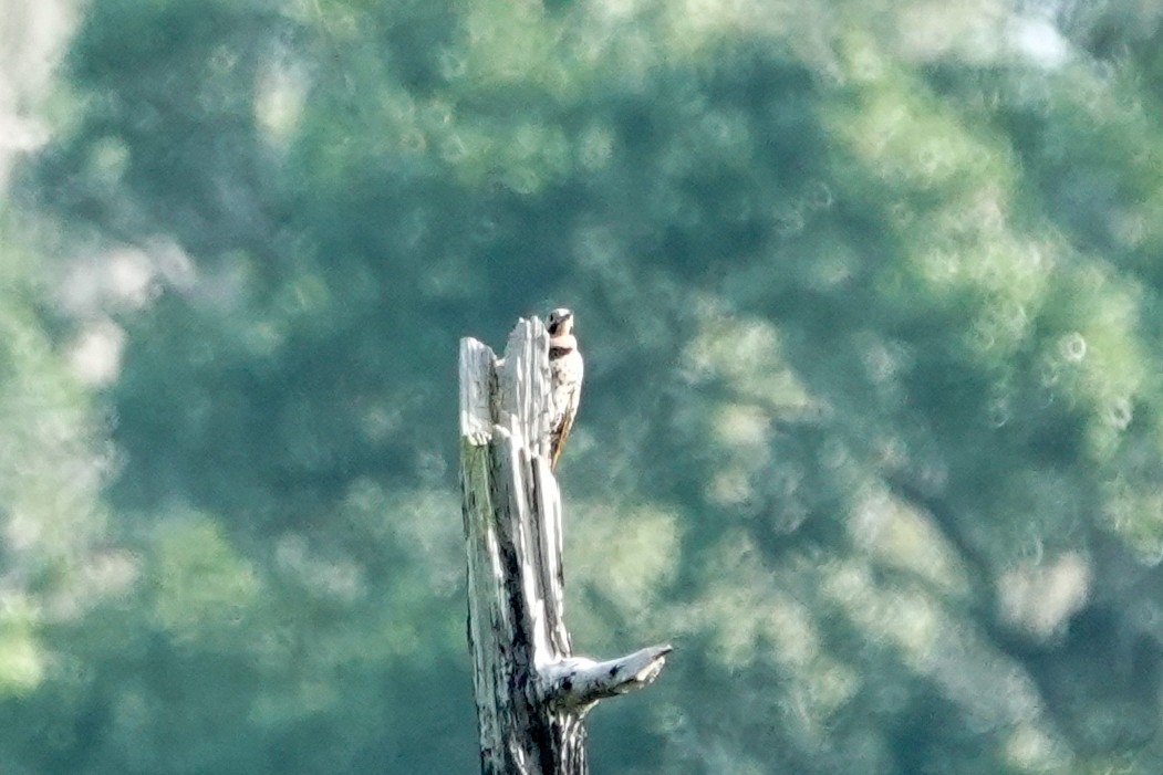 Northern Flicker - ML638490672