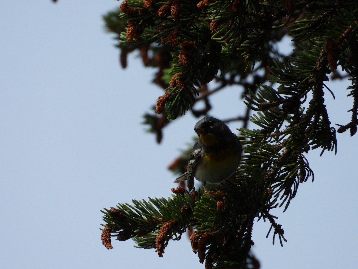 Northern Parula - ML638490695