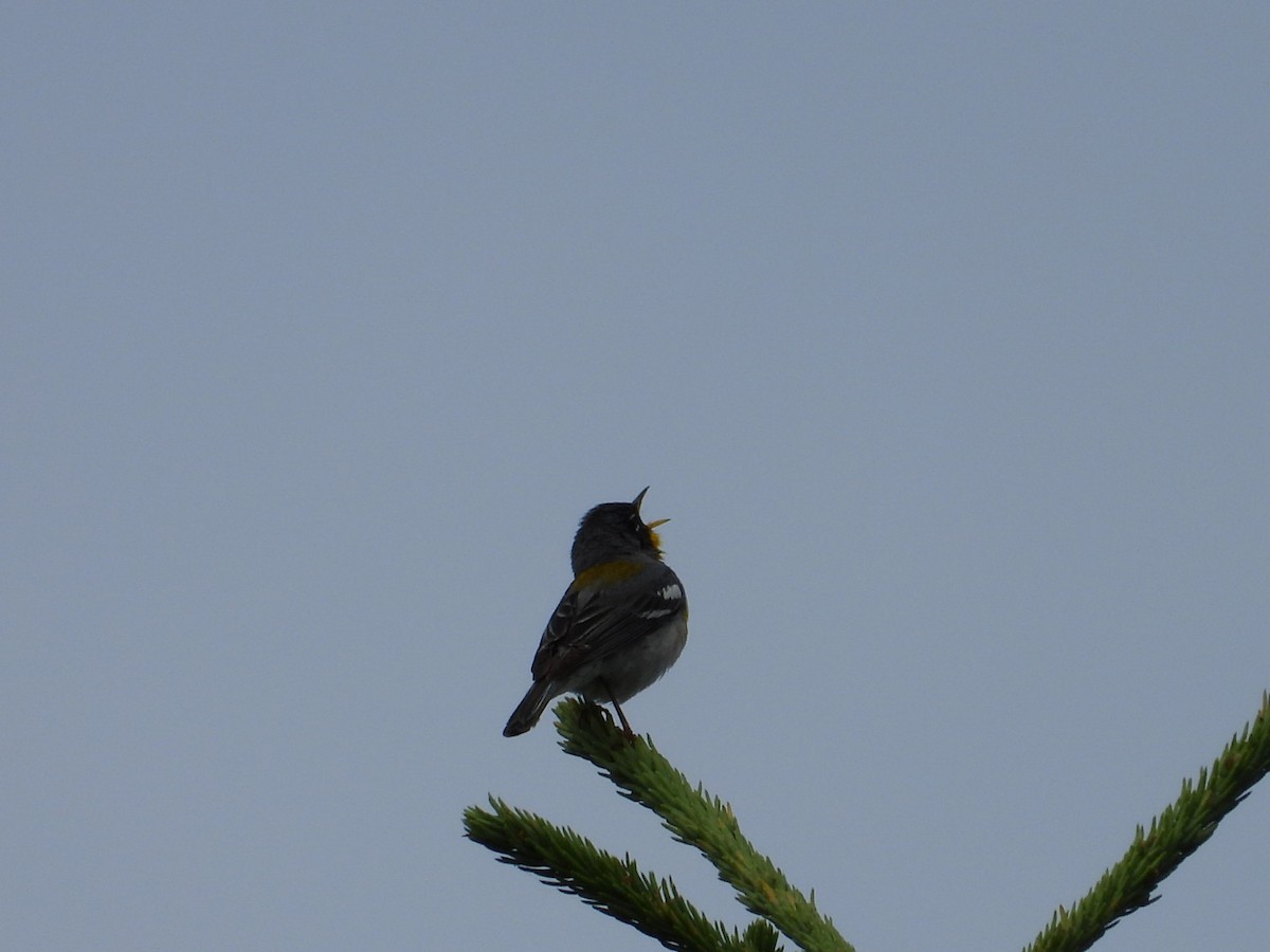 Northern Parula - ML638490696