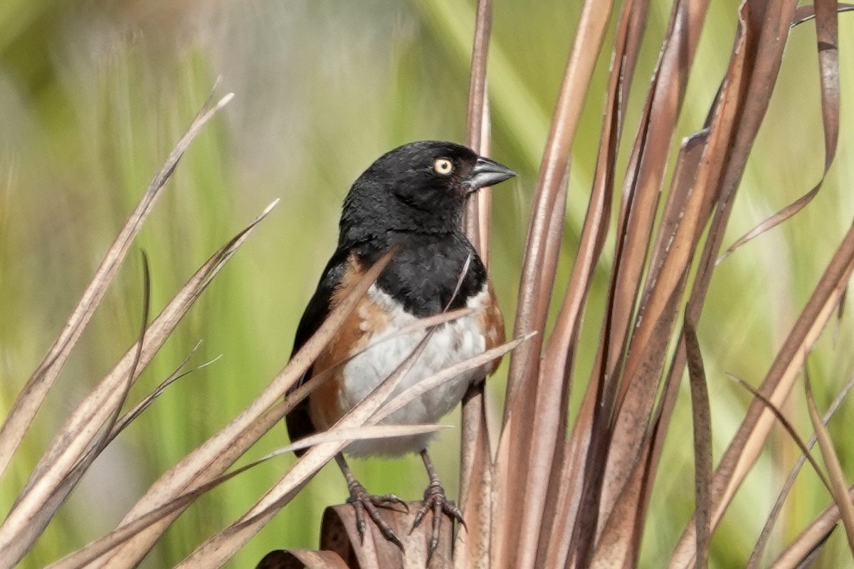 Eastern Towhee - ML638490704