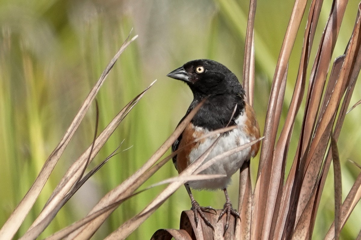 Eastern Towhee - ML638490705