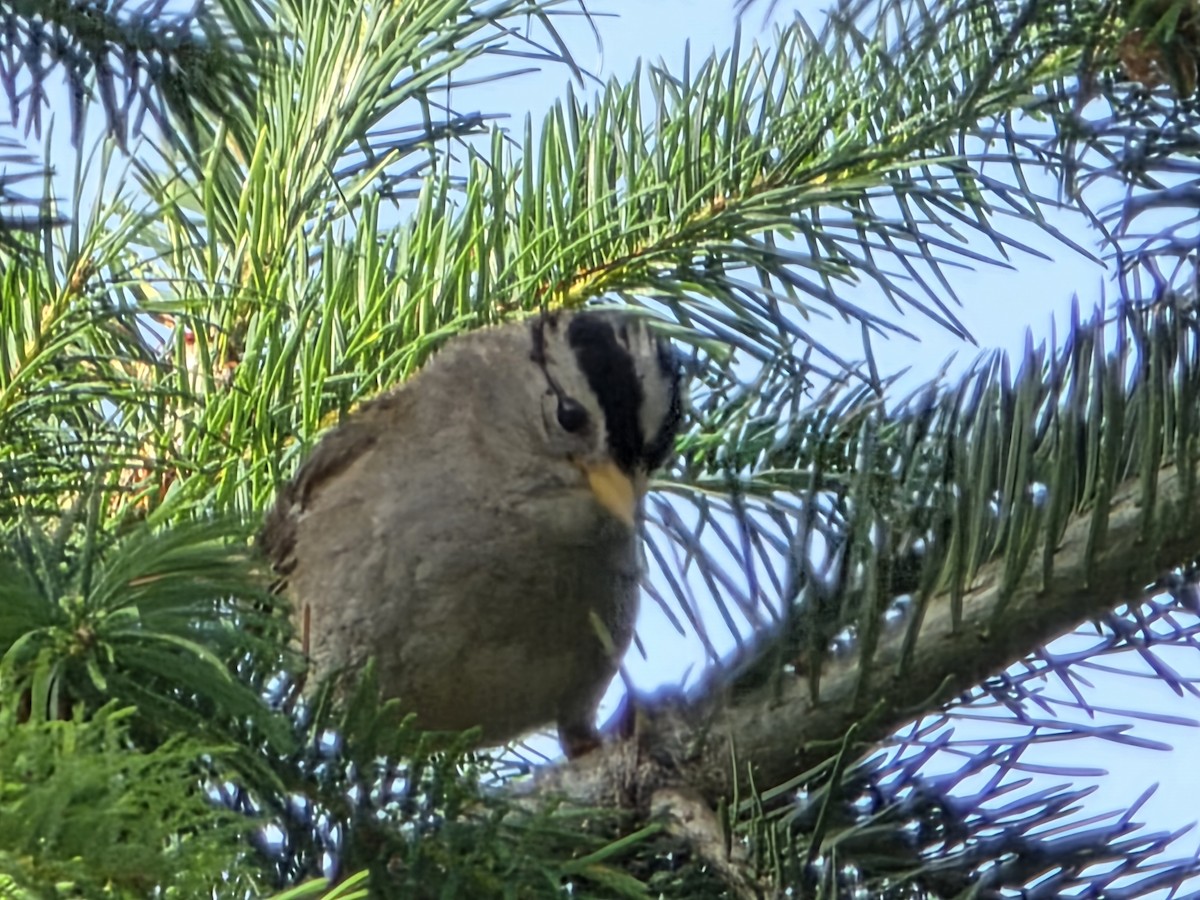 White-crowned Sparrow - ML638490707
