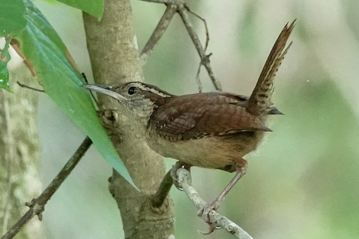 Carolina Wren - ML638490709