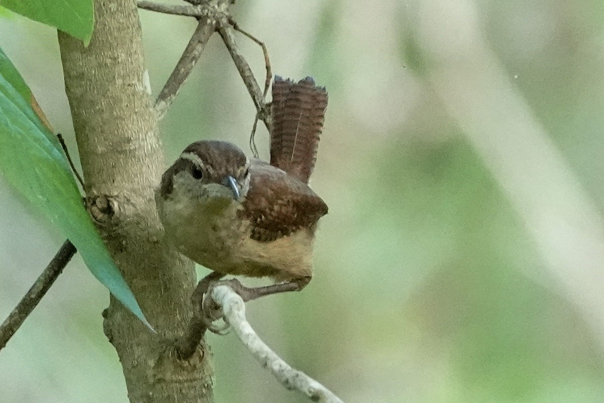 Carolina Wren - ML638490710