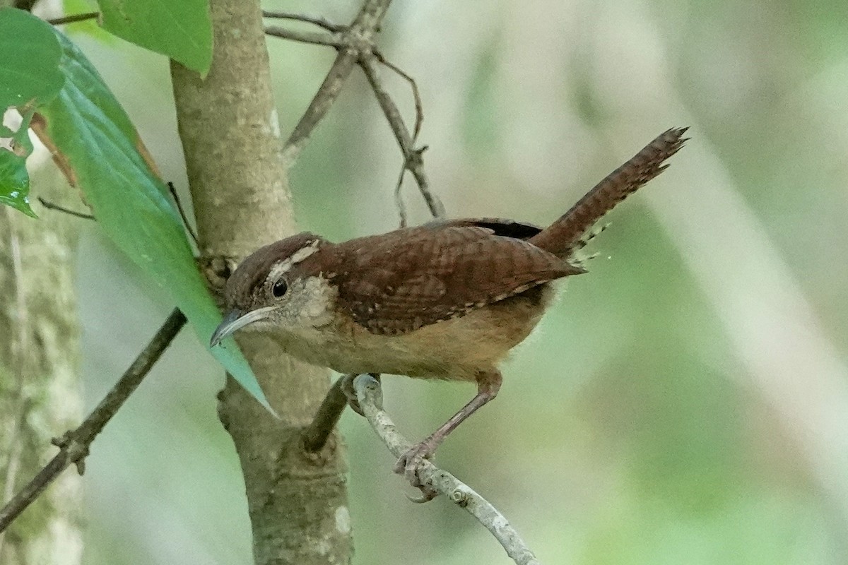 Carolina Wren - ML638490711