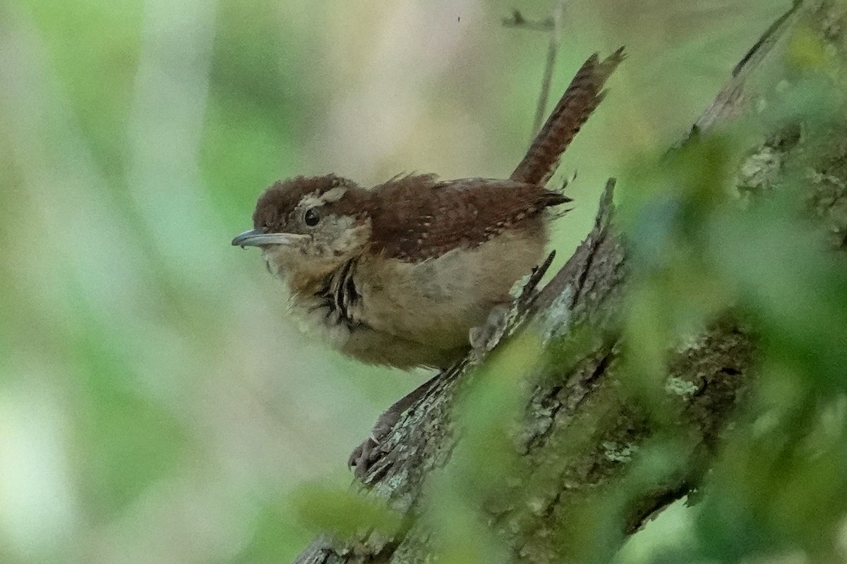 Carolina Wren - ML638490712