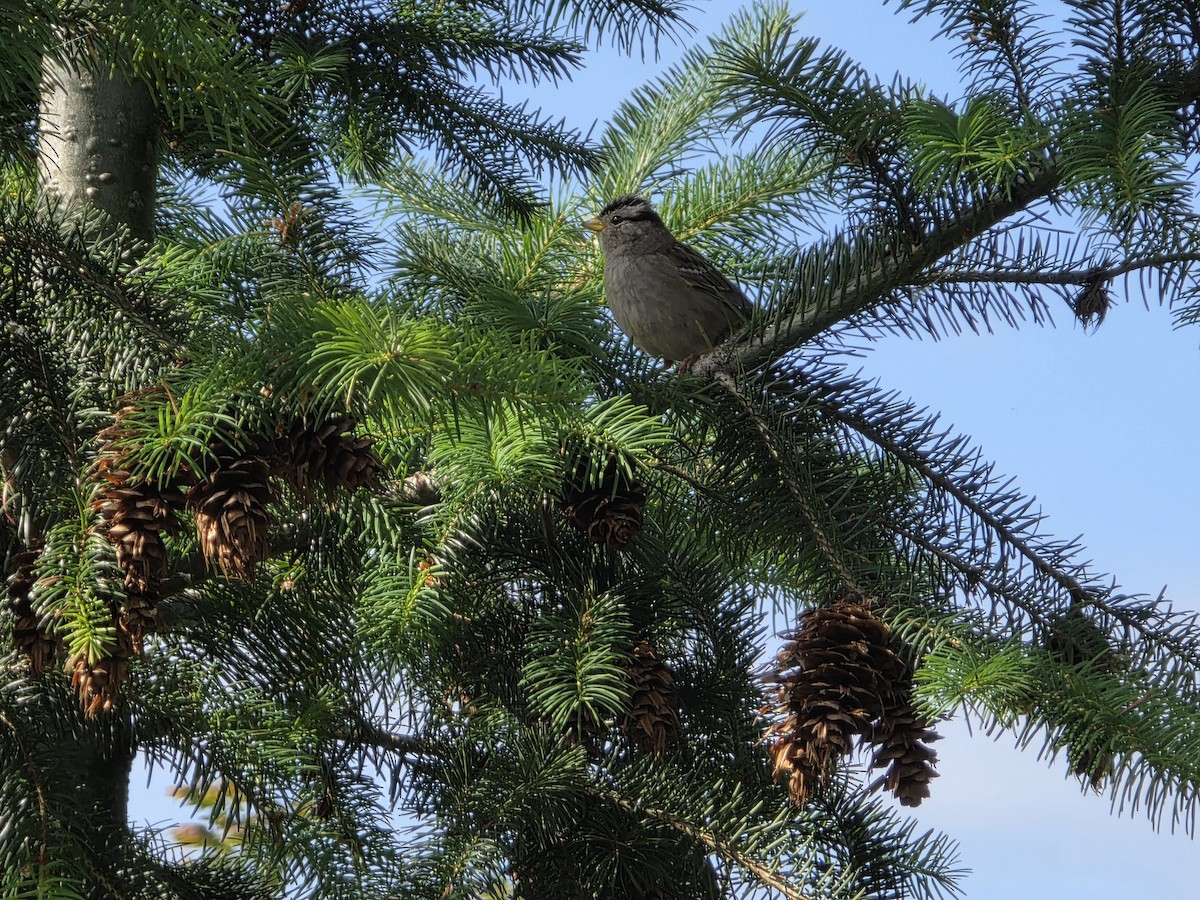 White-crowned Sparrow - ML638490739