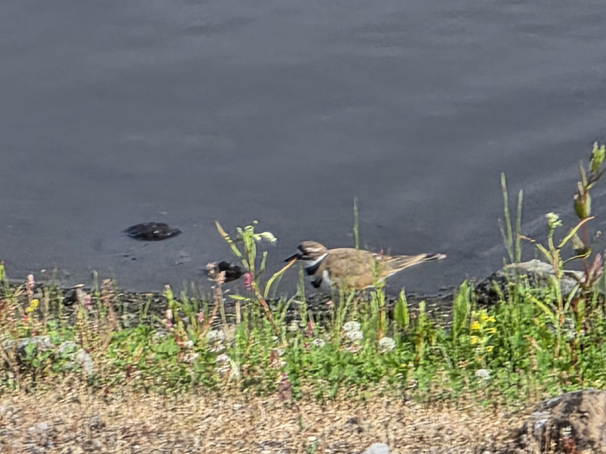 Killdeer - ML638490778