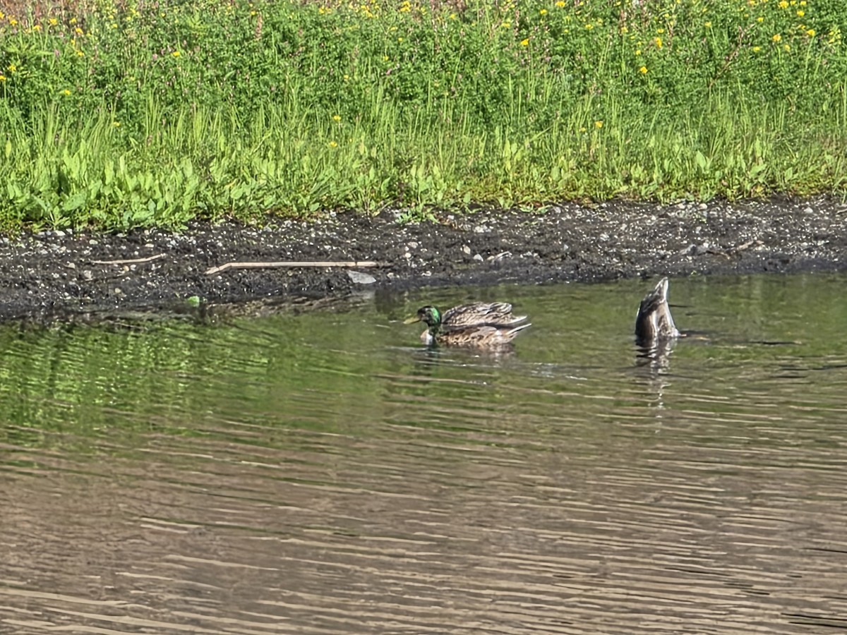 Mallard - ML638490782