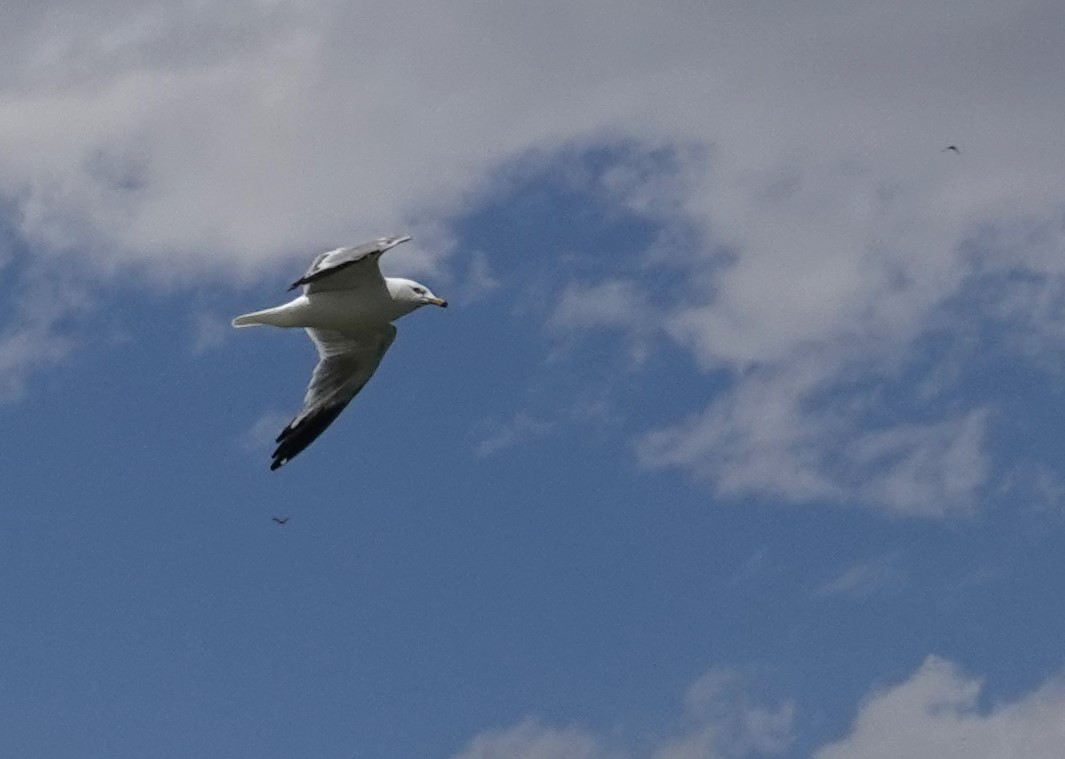 Ring-billed Gull - ML638490787