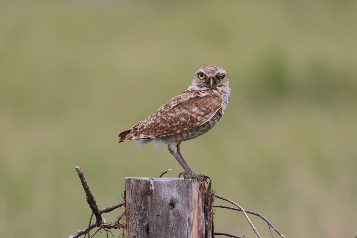 Burrowing Owl - ML638490796