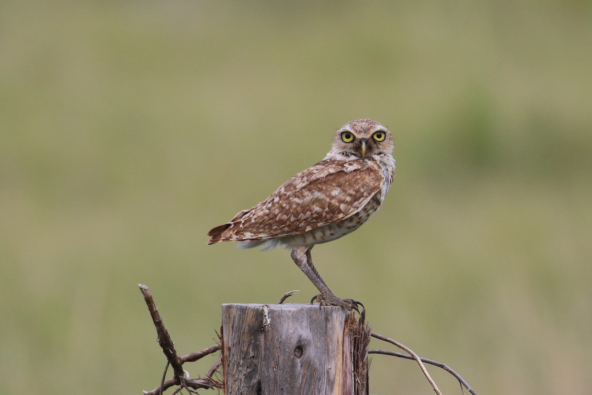 Burrowing Owl - ML638490797