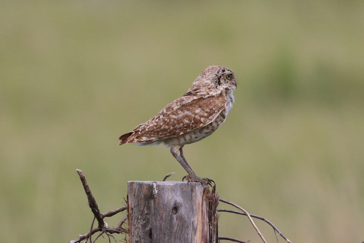 Burrowing Owl - ML638490798