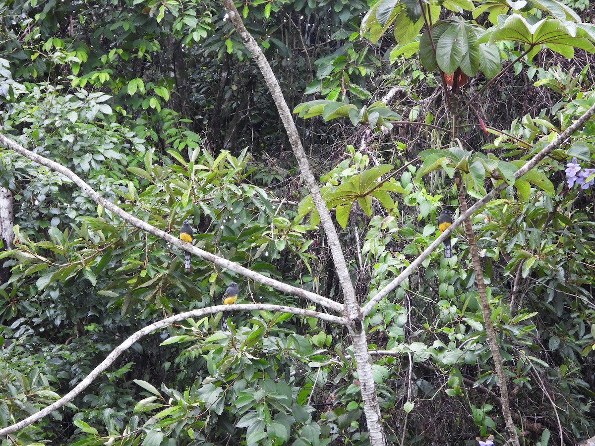 Black-headed Trogon - ML638490806