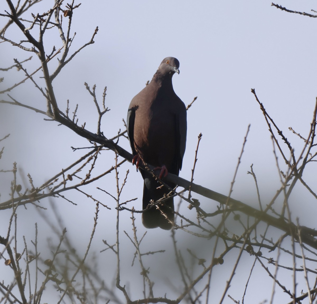 Chilean Pigeon - ML638490819