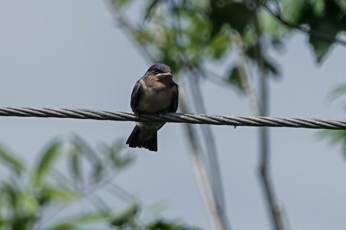 Golondrina Común - ML638490820