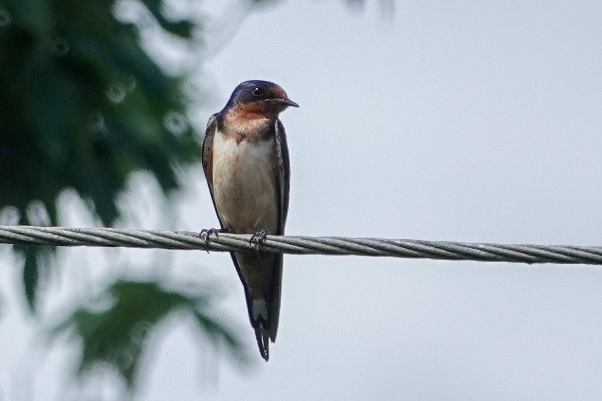 Golondrina Común - ML638490823