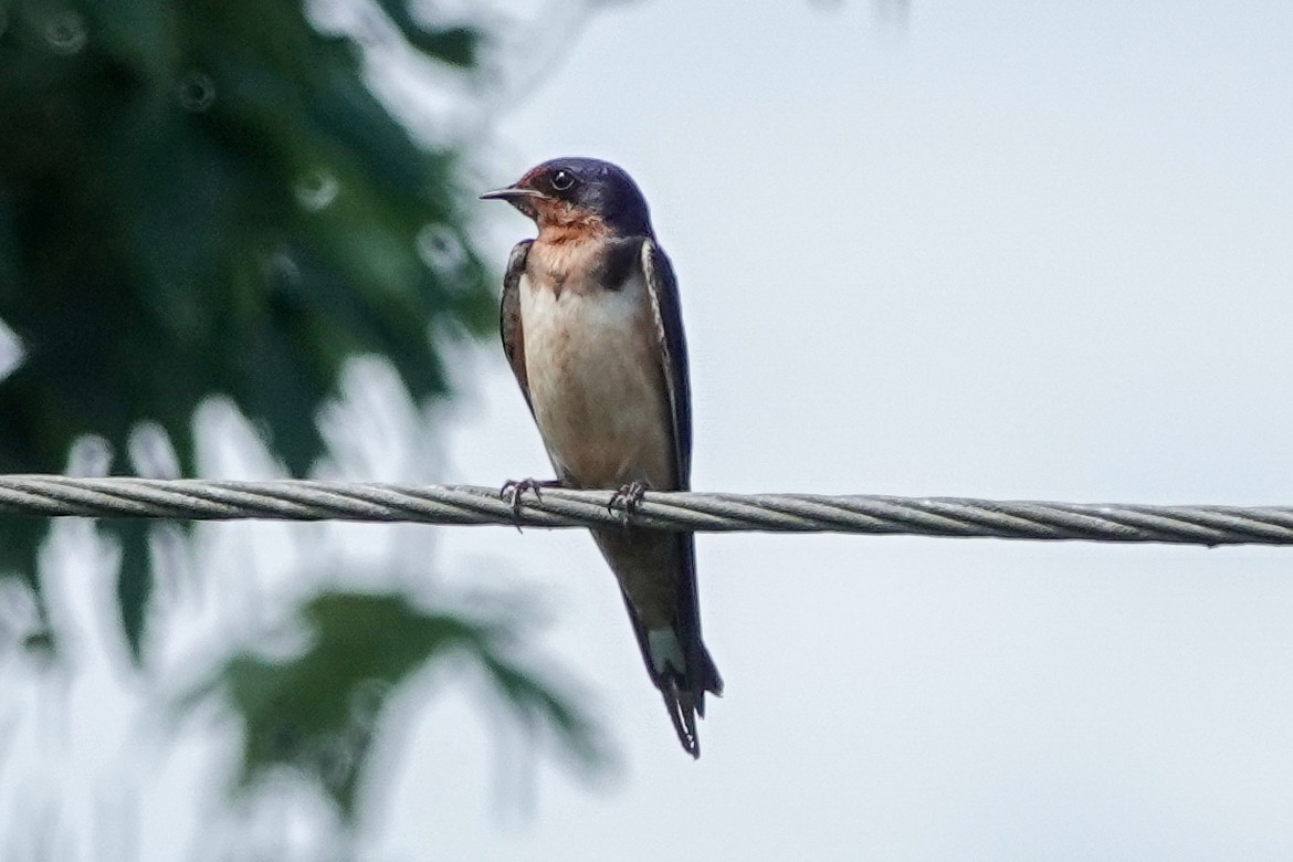 Golondrina Común - ML638490824