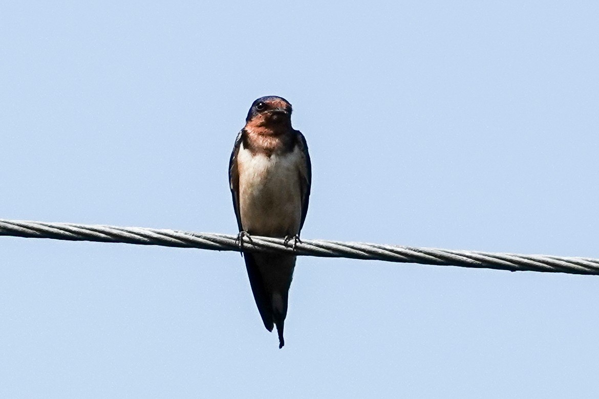 Golondrina Común - ML638490825