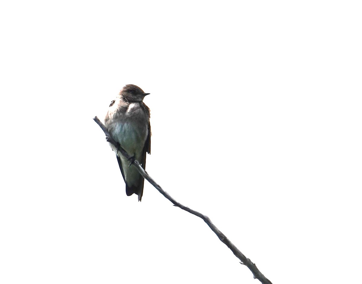 Northern Rough-winged Swallow - ML638490855