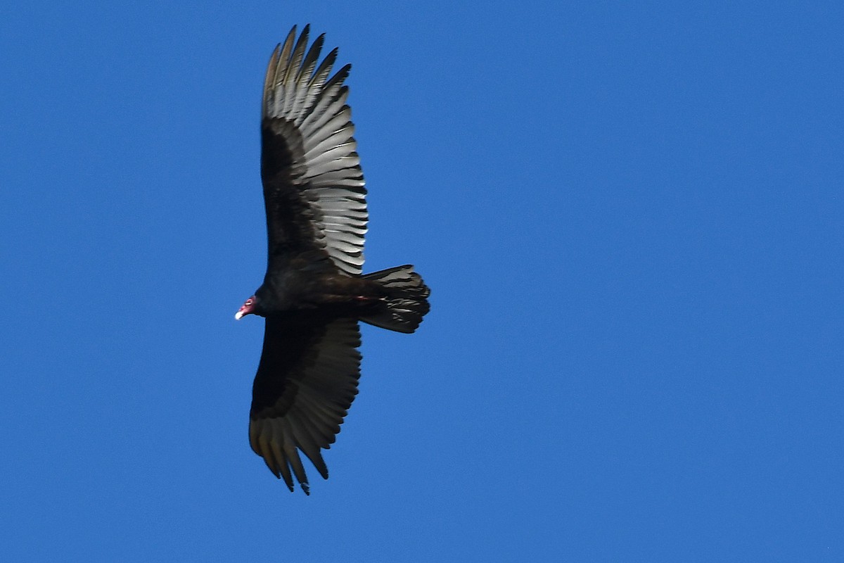 Turkey Vulture - ML638490887