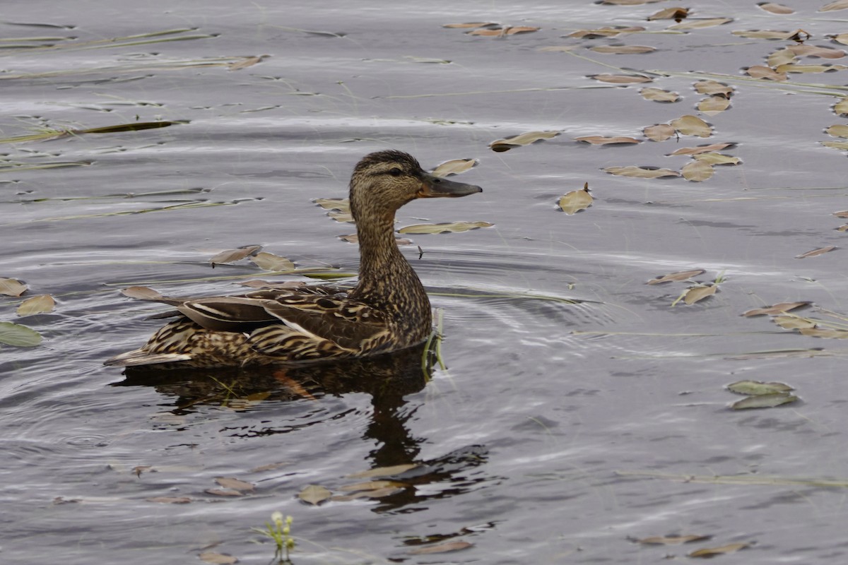 Mallard - ML638490908