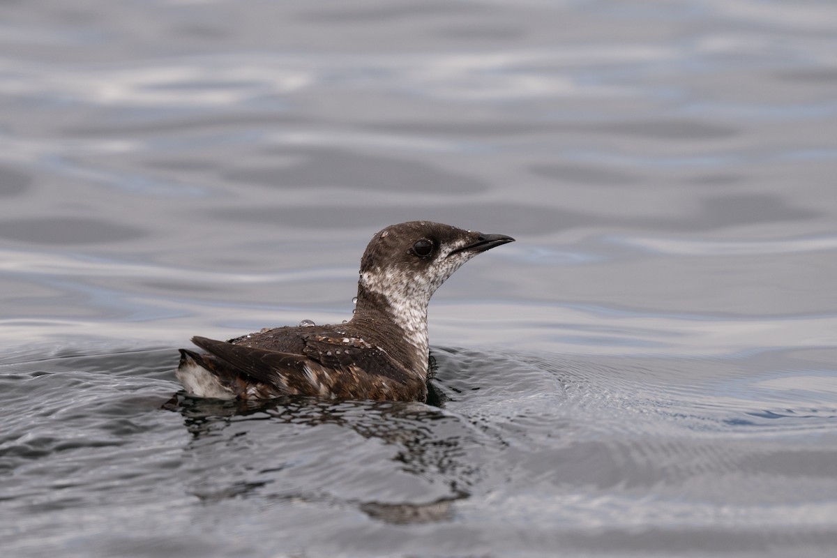 Marbled Murrelet - ML638490910