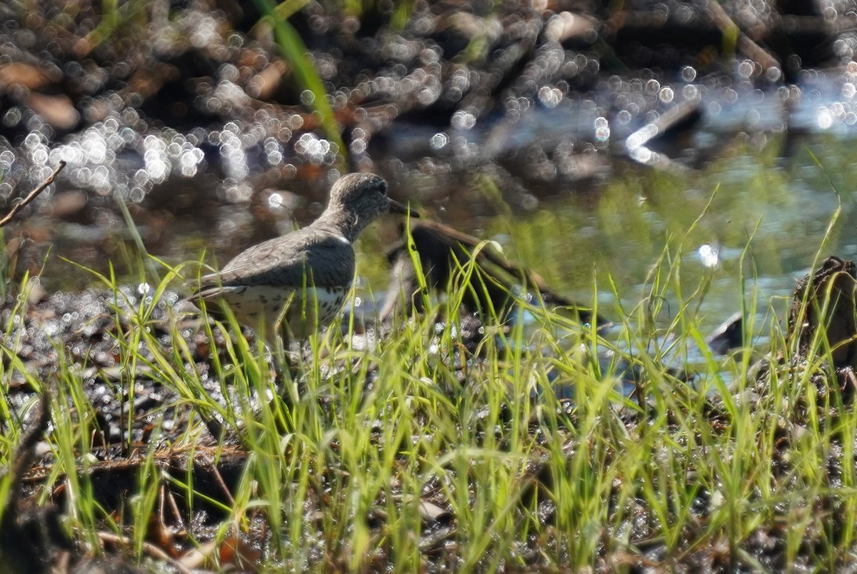 Spotted Sandpiper - ML638490911