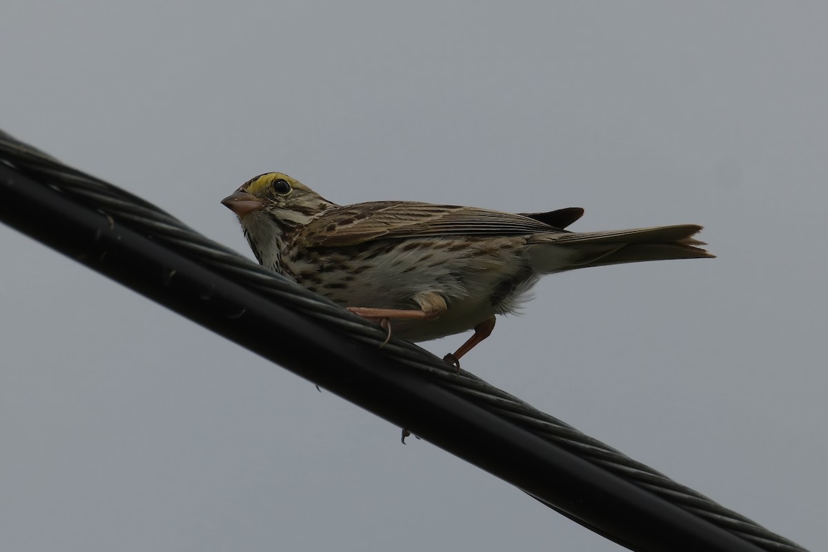Savannah Sparrow - ML638490912