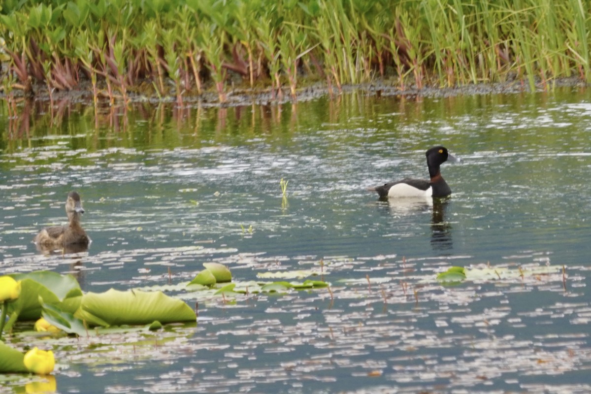 Ring-necked Duck - ML638490913