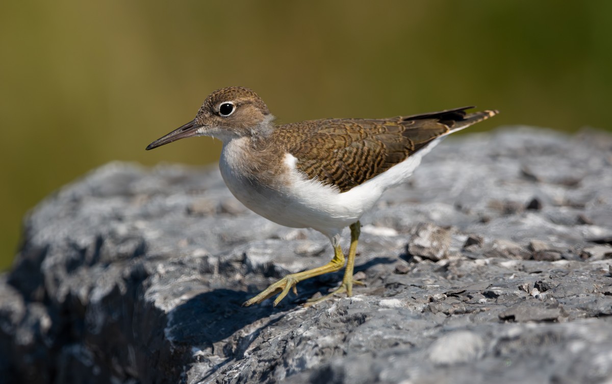 Spotted Sandpiper - ML638490937