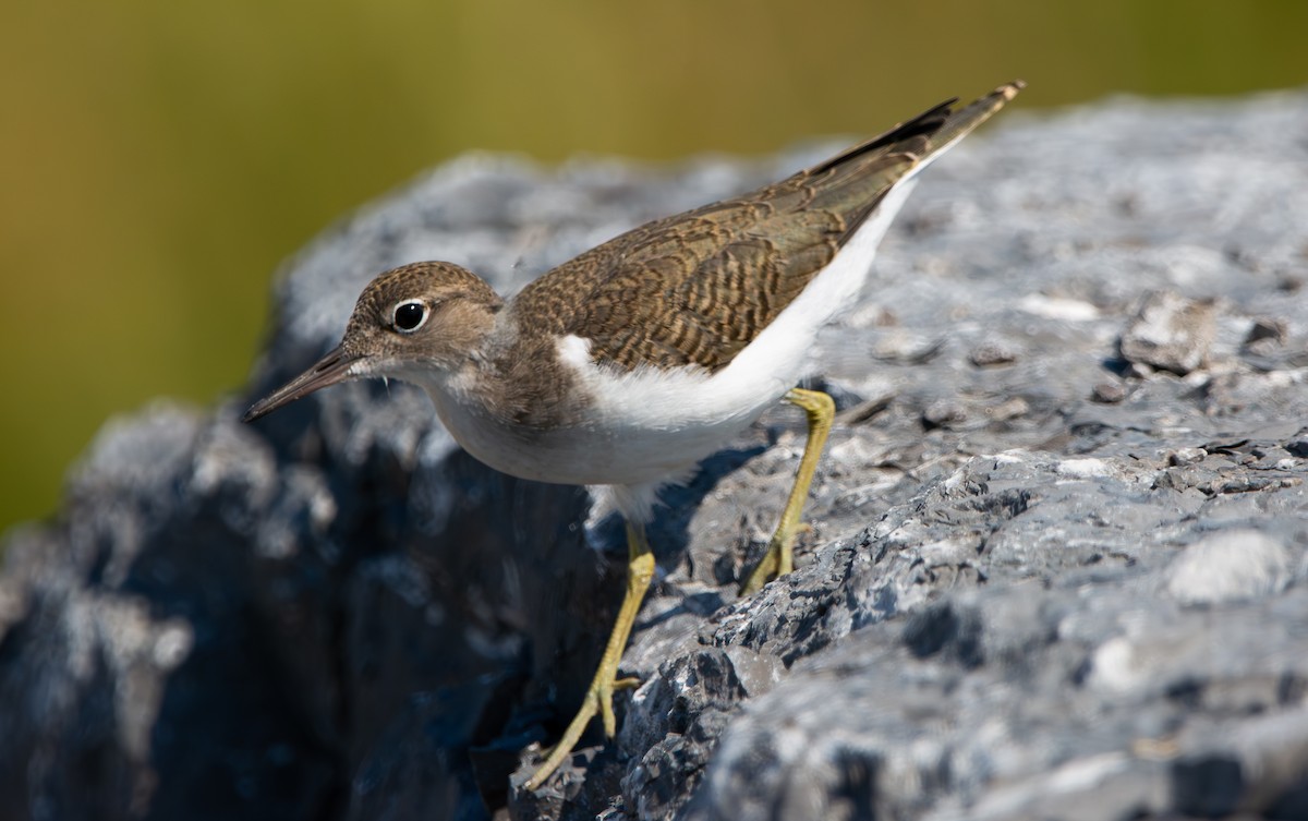 Spotted Sandpiper - ML638490938