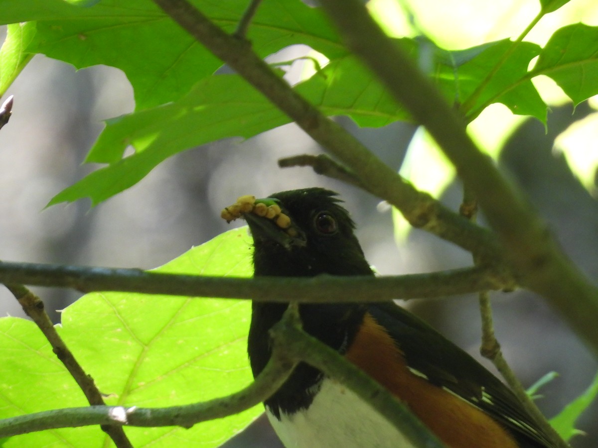 Eastern Towhee - ML638490957