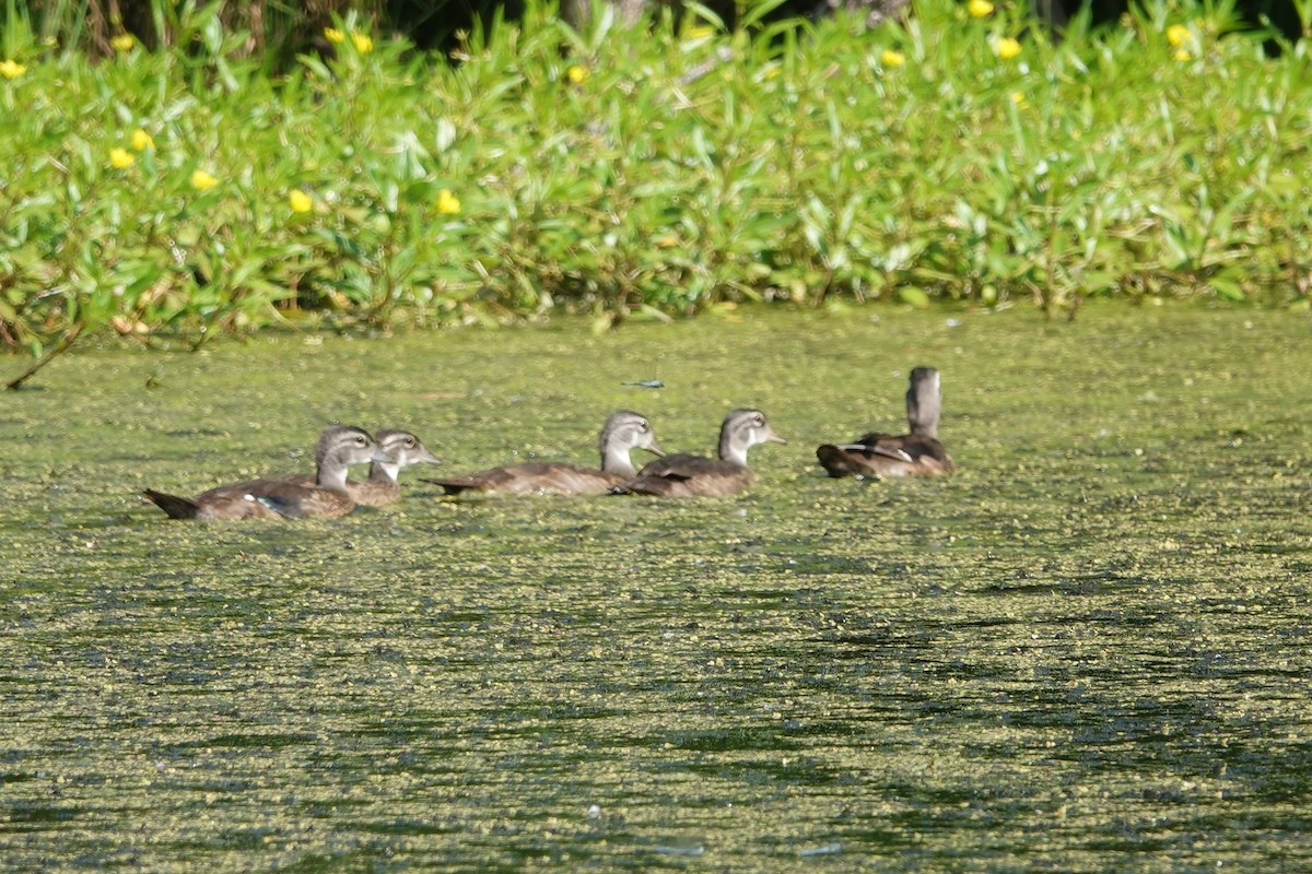 Wood Duck - ML638490962