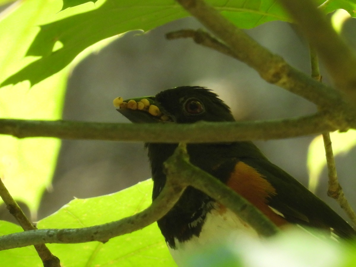 Eastern Towhee - ML638490966