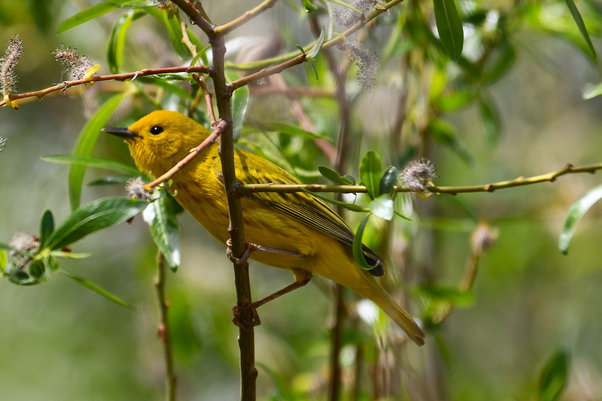 Yellow Warbler - ML638490969