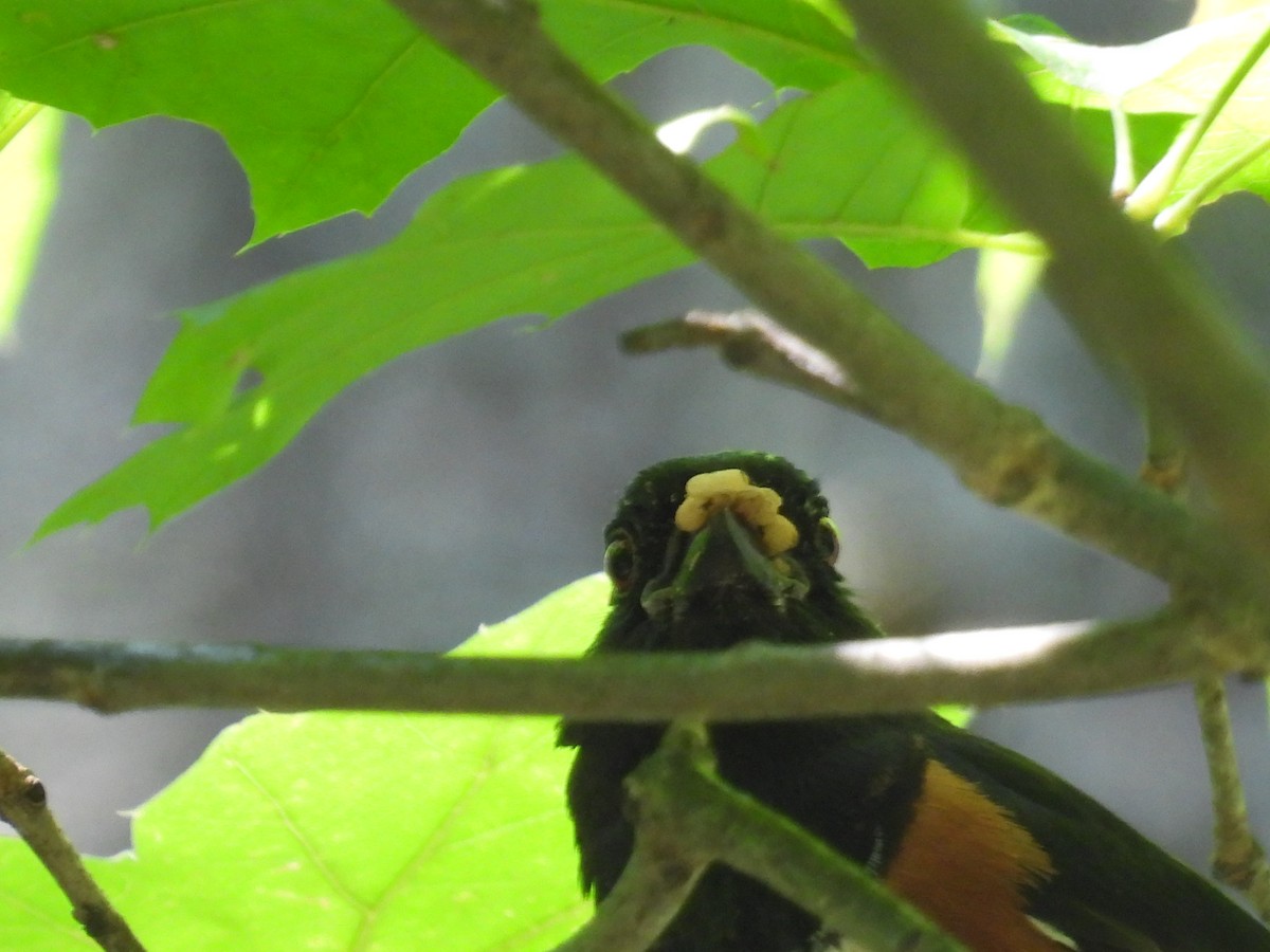 Eastern Towhee - ML638490984