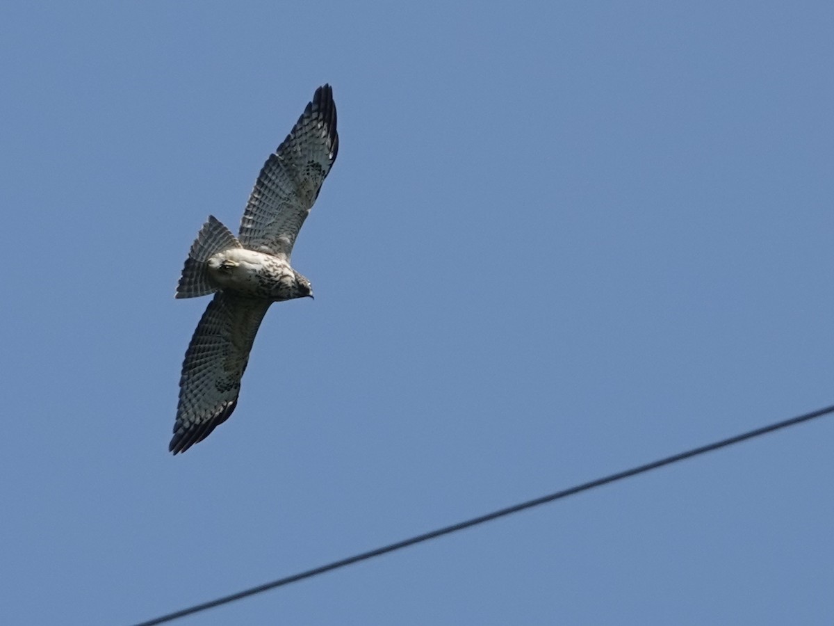 Red-shouldered Hawk - ML638490985