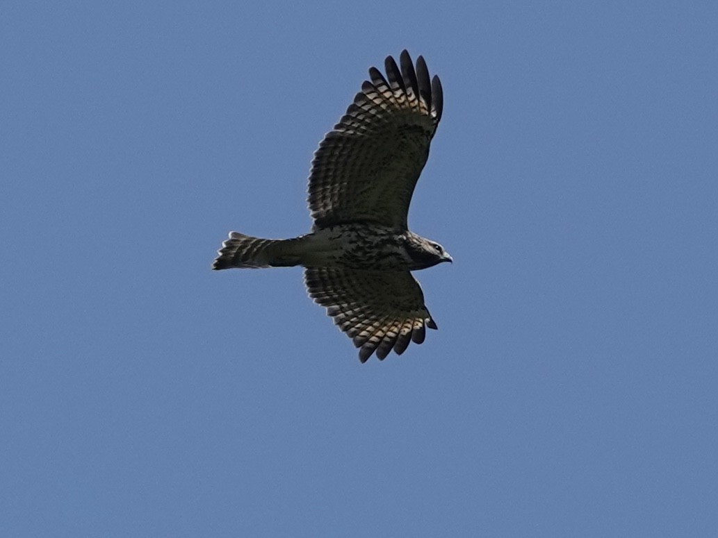 Red-shouldered Hawk - ML638490986