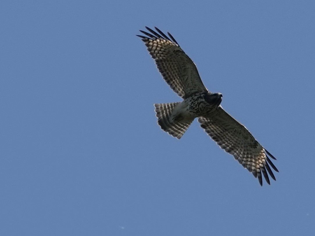 Red-shouldered Hawk - ML638490987
