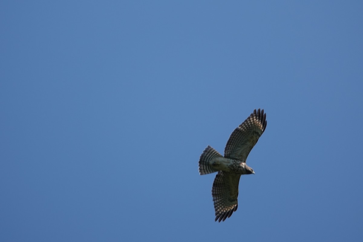 Red-shouldered Hawk - ML638490988