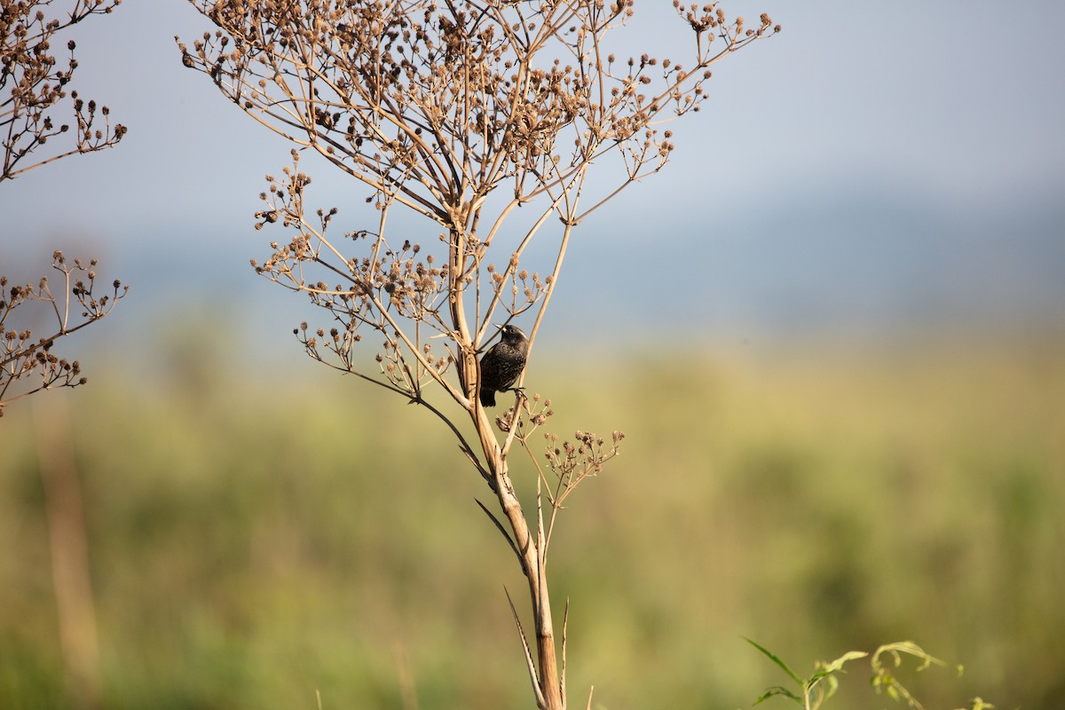 Yellow-winged Blackbird - ML638490990