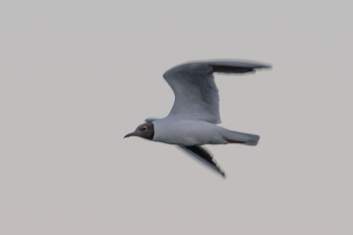 Black-headed Gull - ML638490991