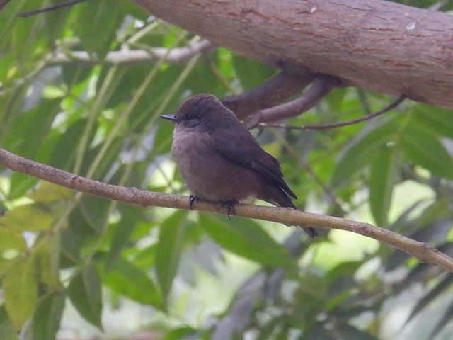 Vermilion Flycatcher - ML638490992