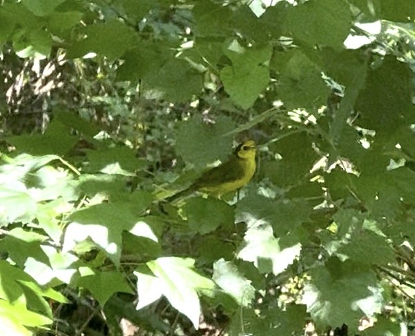 Hooded Warbler - ML638490996
