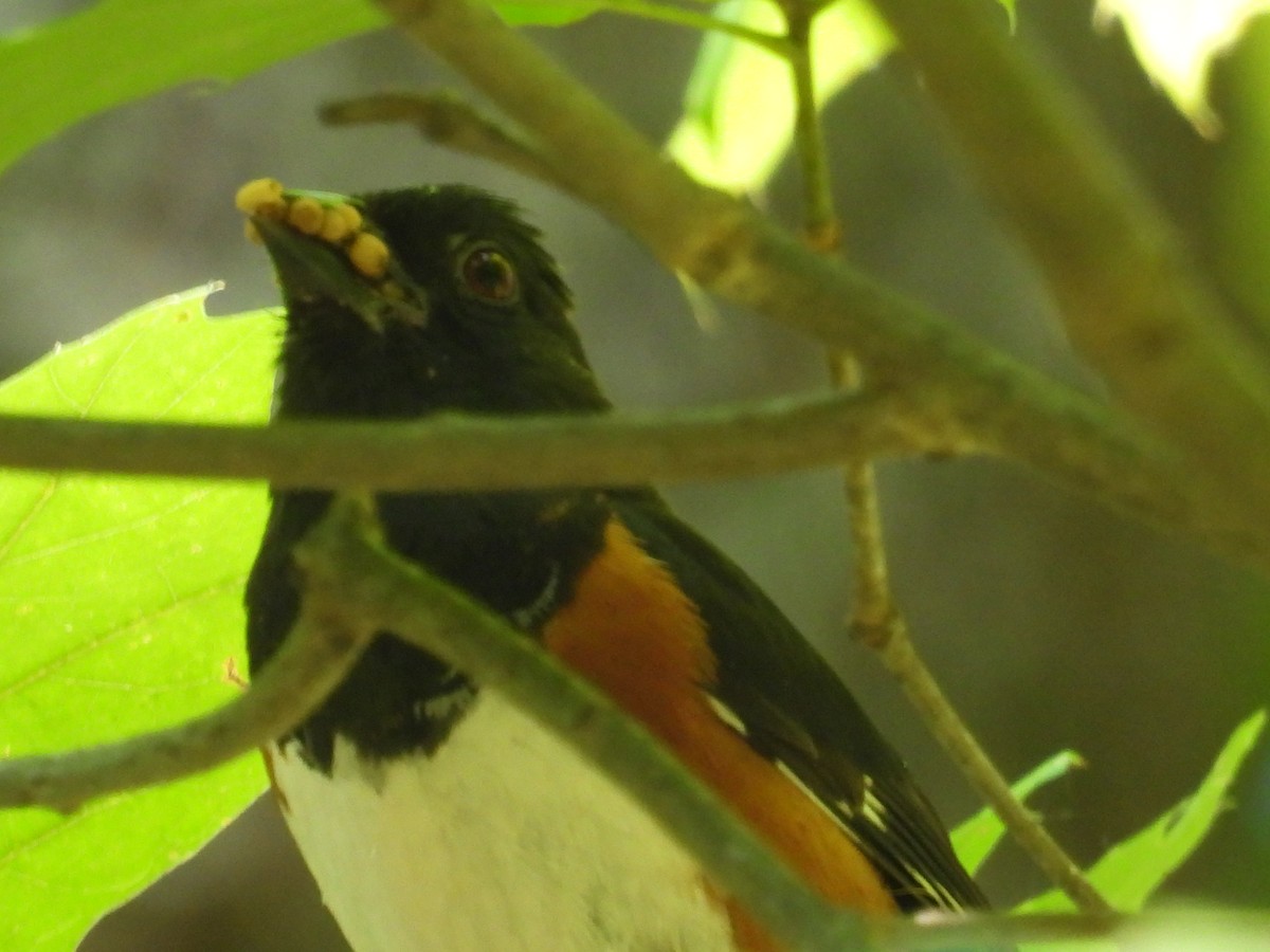 Eastern Towhee - ML638490998