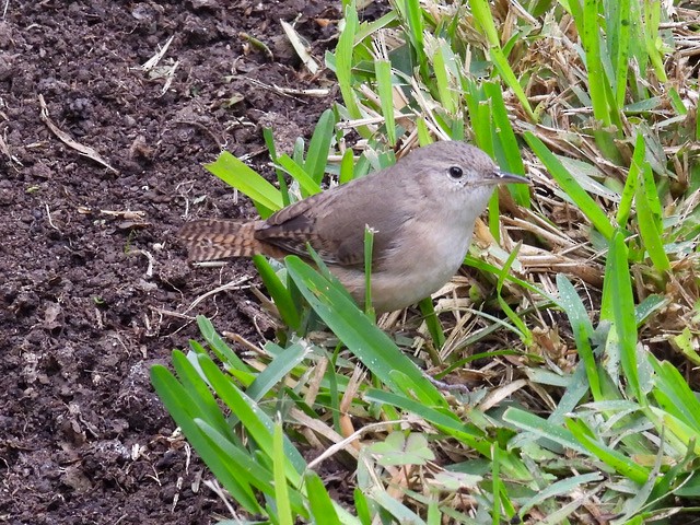 Southern House Wren - ML638491000